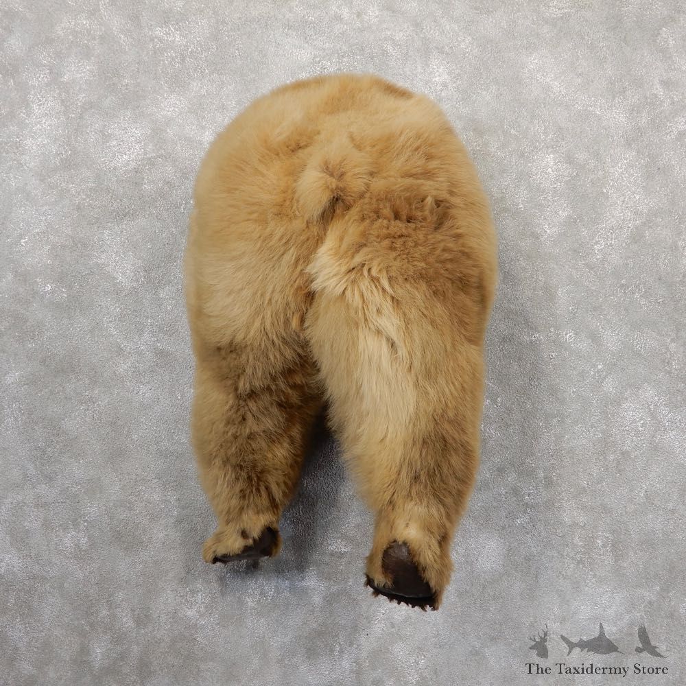 Novelty Grizzly Bear Butt Mount For Sale #18828 @ The Taxidermy Store