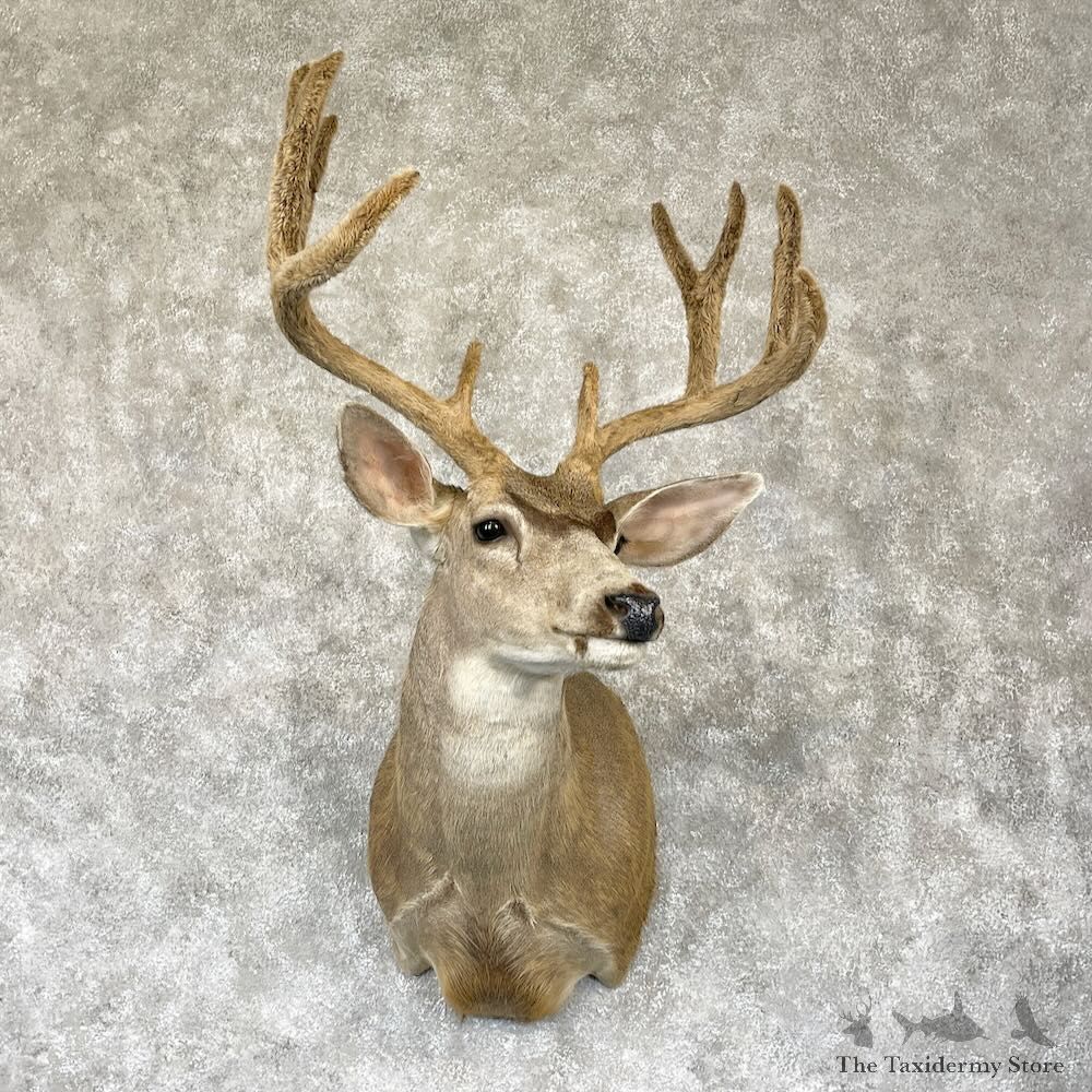 Mule Deer Shoulder Mount For Sale #28141 @ The Taxidermy Store