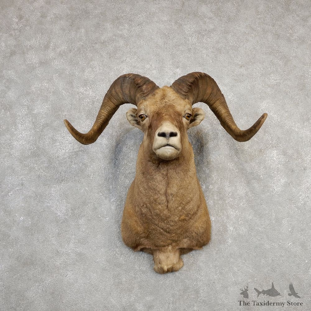 Snow Sheep Shoulder Mount For Sale #20335 @ The Taxidermy Store