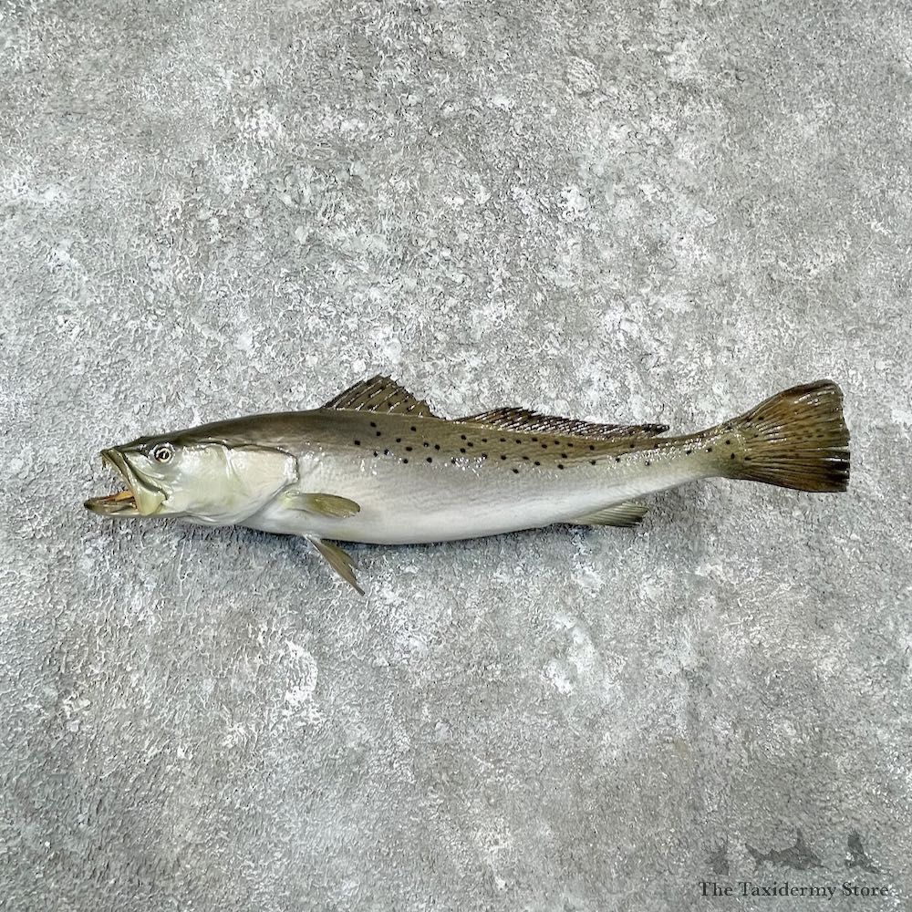 Speckled Trout Fish Mount For Sale #26126 @ The Taxidermy Store