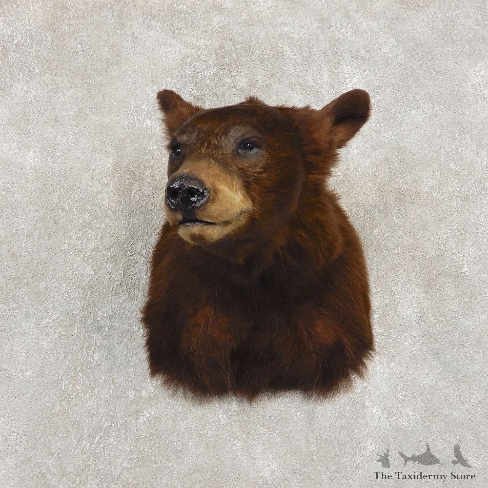 Cinnamon Phase Black Bear Shoulder Mount For Sale #21409 @ The Taxidermy Store