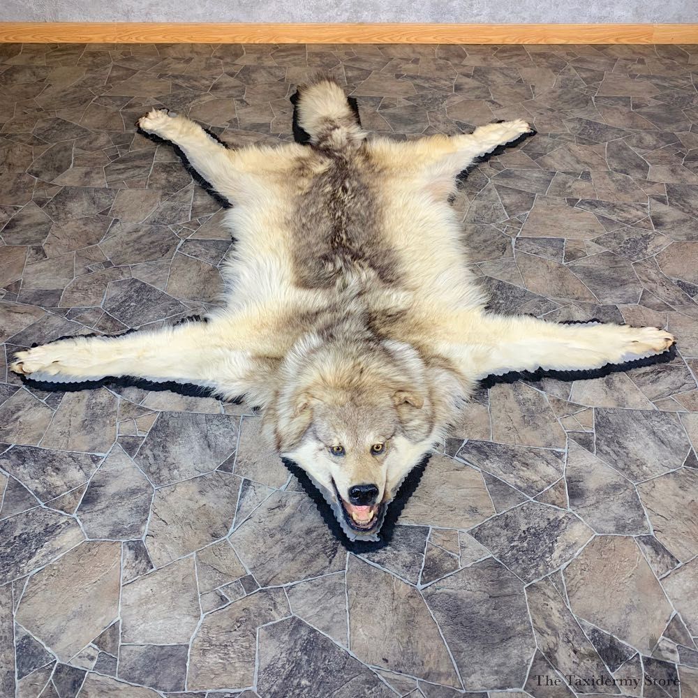 Grey Wolf Rug Taxidermy Mount For Sale #21957 @ The Taxidermy Store