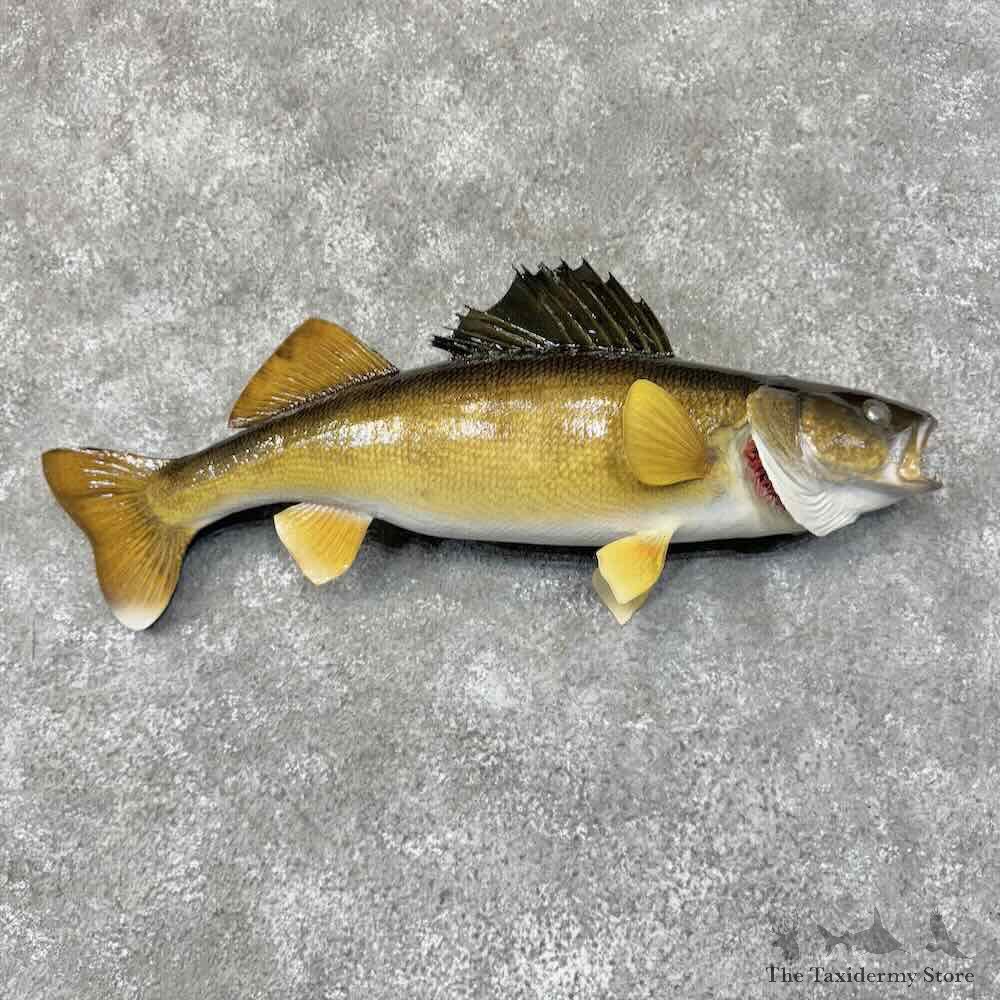 Walleye Fish Mount For Sale #31286 @ The Taxidermy Store