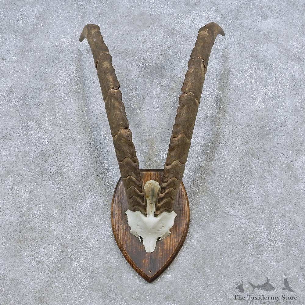 Feral Goat Horn Plaque Taxidermy Mount For Sale #14497 @ The Taxidermy Store