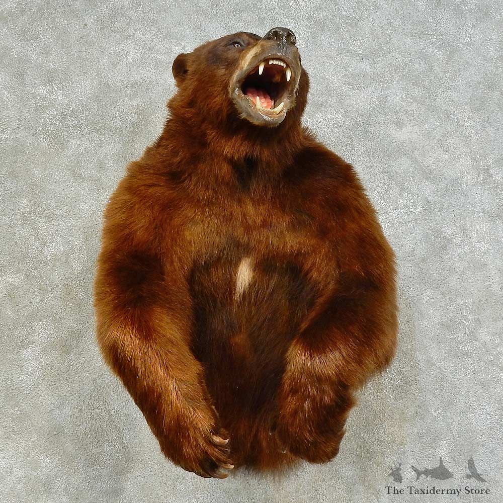Cinnamon Bear 1/2 Life-Size Mount For Sale #16392 @ The Taxidermy Store