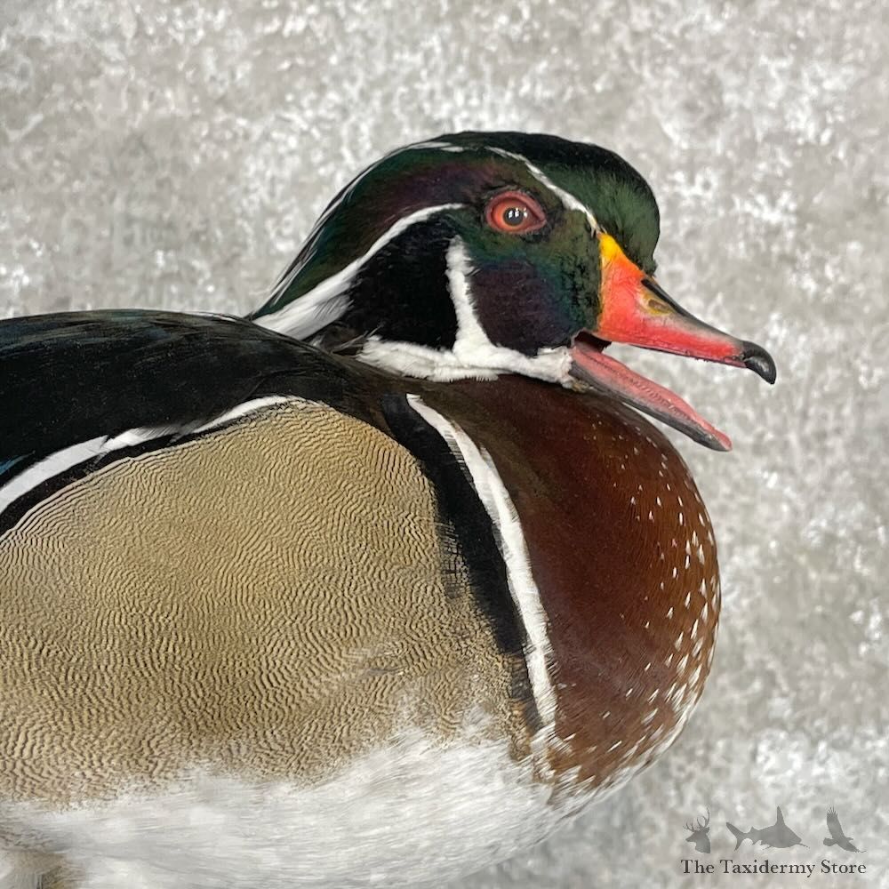Wood Duck Bird Mount For Sale #28122 @ The Taxidermy Store