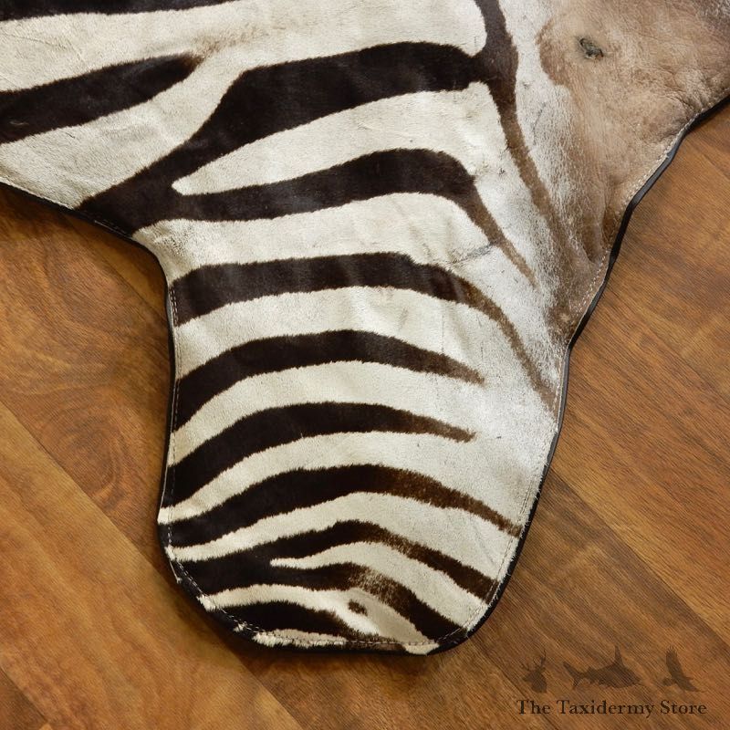 African Zebra Full-Size Taxidermy Rug For Sale #17855 @ The Taxidermy Store