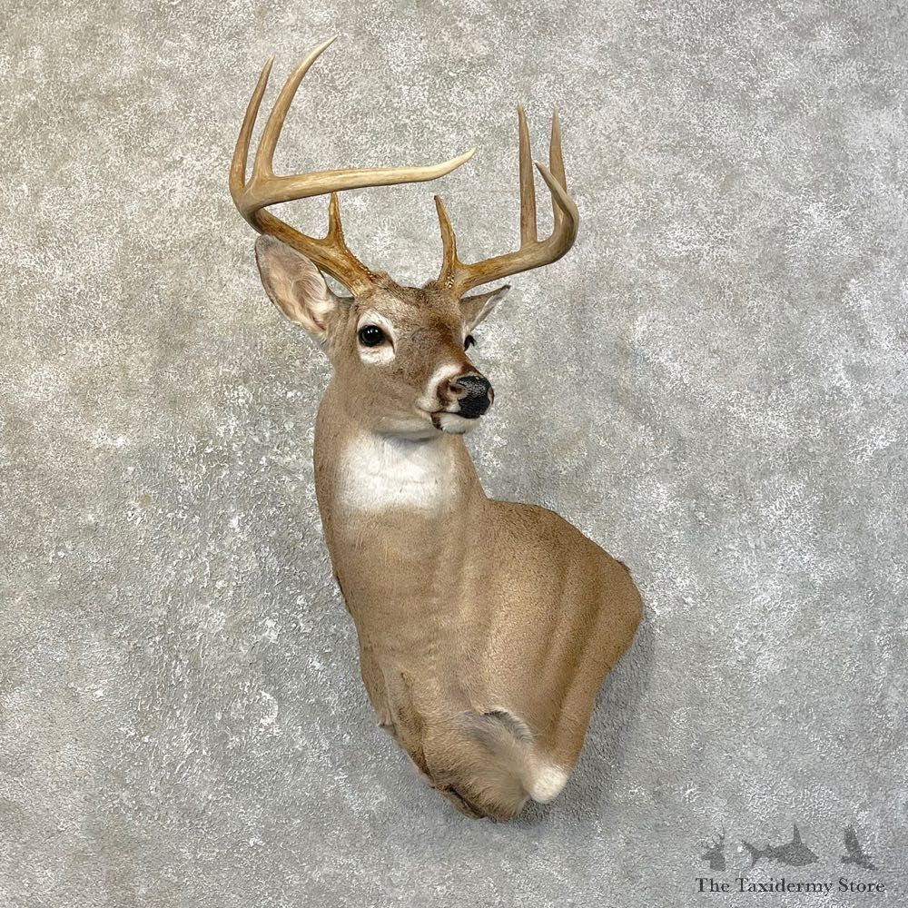 Whitetail Deer Shoulder Mount #25185 For Sale - The Taxidermy Store