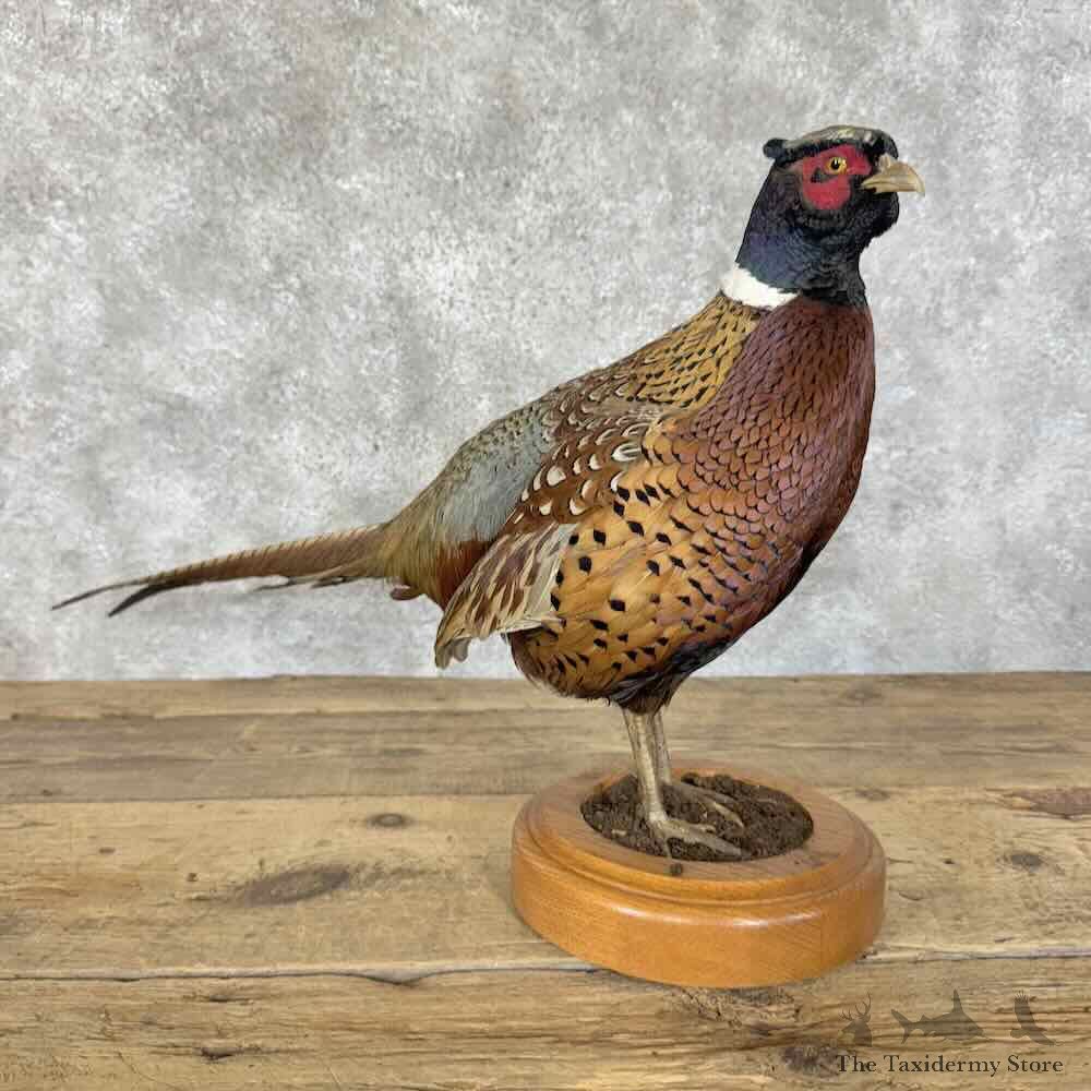 Ringneck Pheasant Bird Mount For Sale #30318 @ The Taxidermy Store