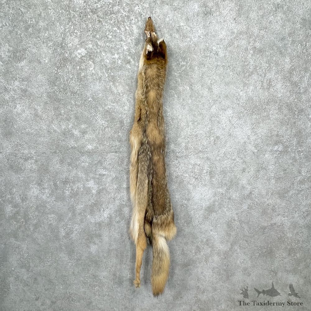 Coyote Tanned Hide For Sale #27053 @ The Taxidermy Store