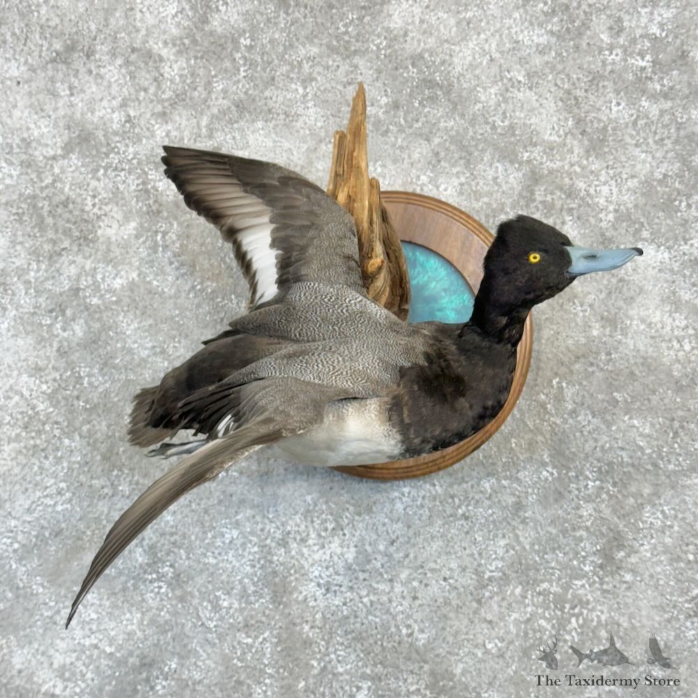 Lesser Scaup Duck Bird Mount For Sale #28997 @ The Taxidermy Store