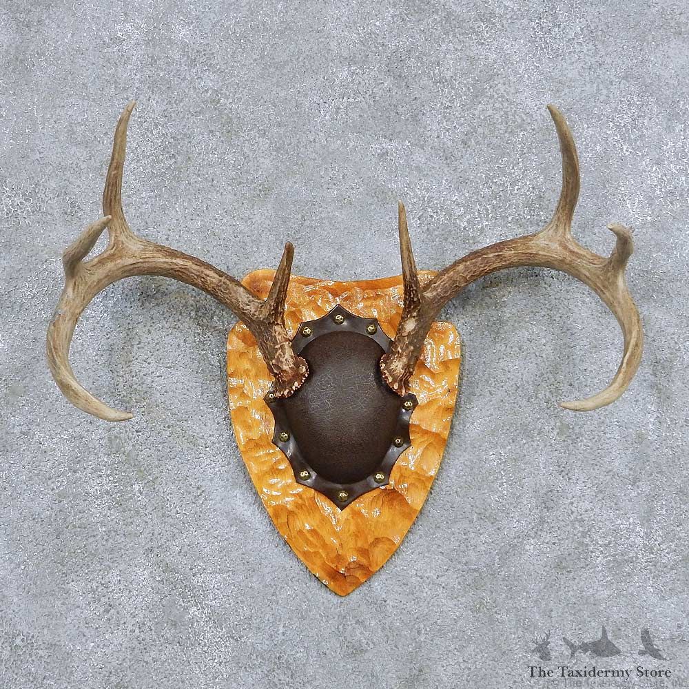 Whitetail Deer Antler Plaque Taxidermy Mount #13851 For Sale @ The Taxidermy Store