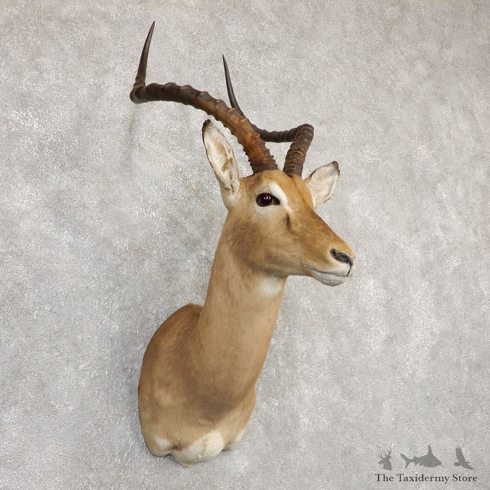South African Impala Shoulder Mount For Sale #20294 @ The Taxidermy Store