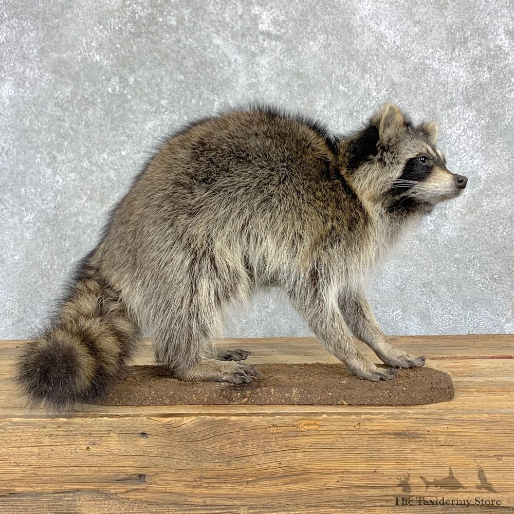 Raccoon Life-Size Mount For Sale #23175 @ The Taxidermy Store