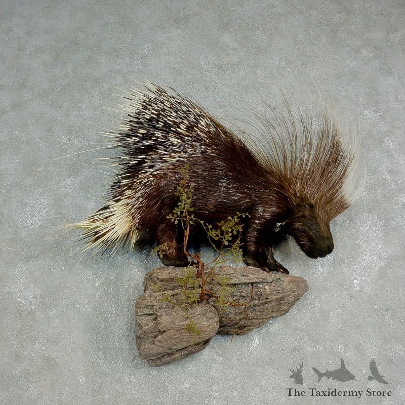 African Crested Porcupine Mount For Sale #17584 @ The Taxidermy Store