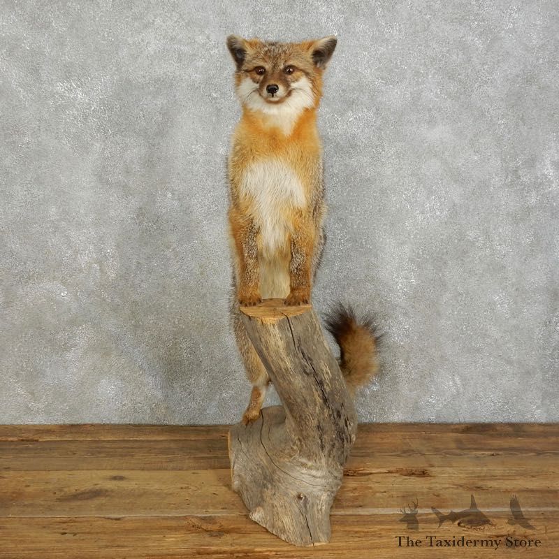 Grey Fox Life Size Taxidermy Mount #17571 For Sale @ The Taxidermy Store