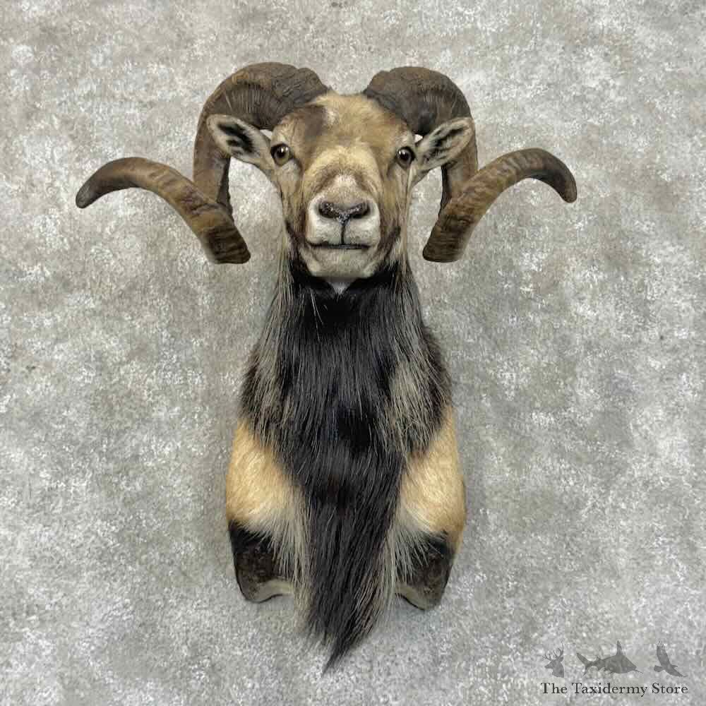 Corsican Ram Shoulder Mount For Sale #31000 @ The Taxidermy Store
