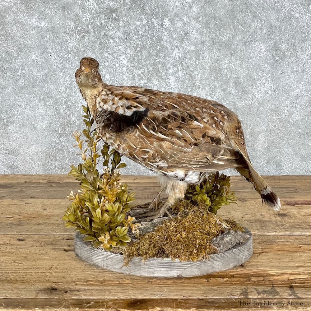 Ruffed Grouse Bird Mount For Sale #25547 @ The Taxidermy Store