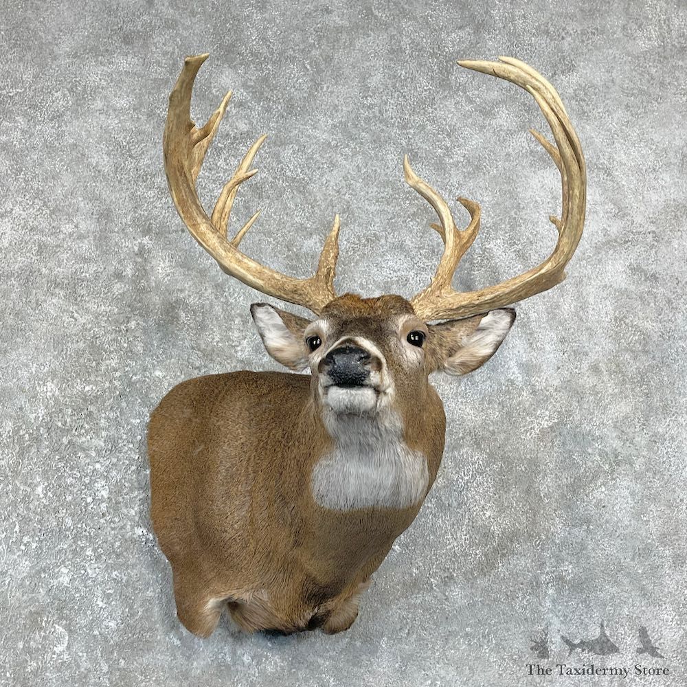 Whitetail Deer Shoulder Mount #26246 For Sale - The Taxidermy Store