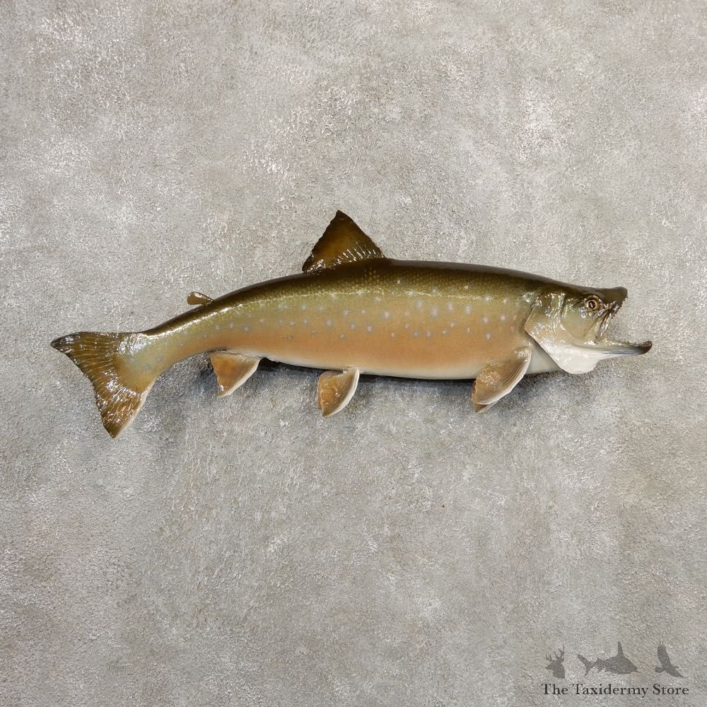 Arctic Char Fish Mount #20871 For Sale @ The Taxidermy Store