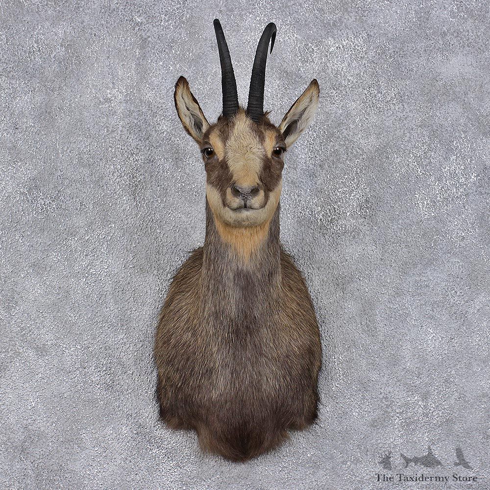 Balkan Chamois Shoulder Taxidermy Mount #12463 For Sale @ The Taxidermy Store