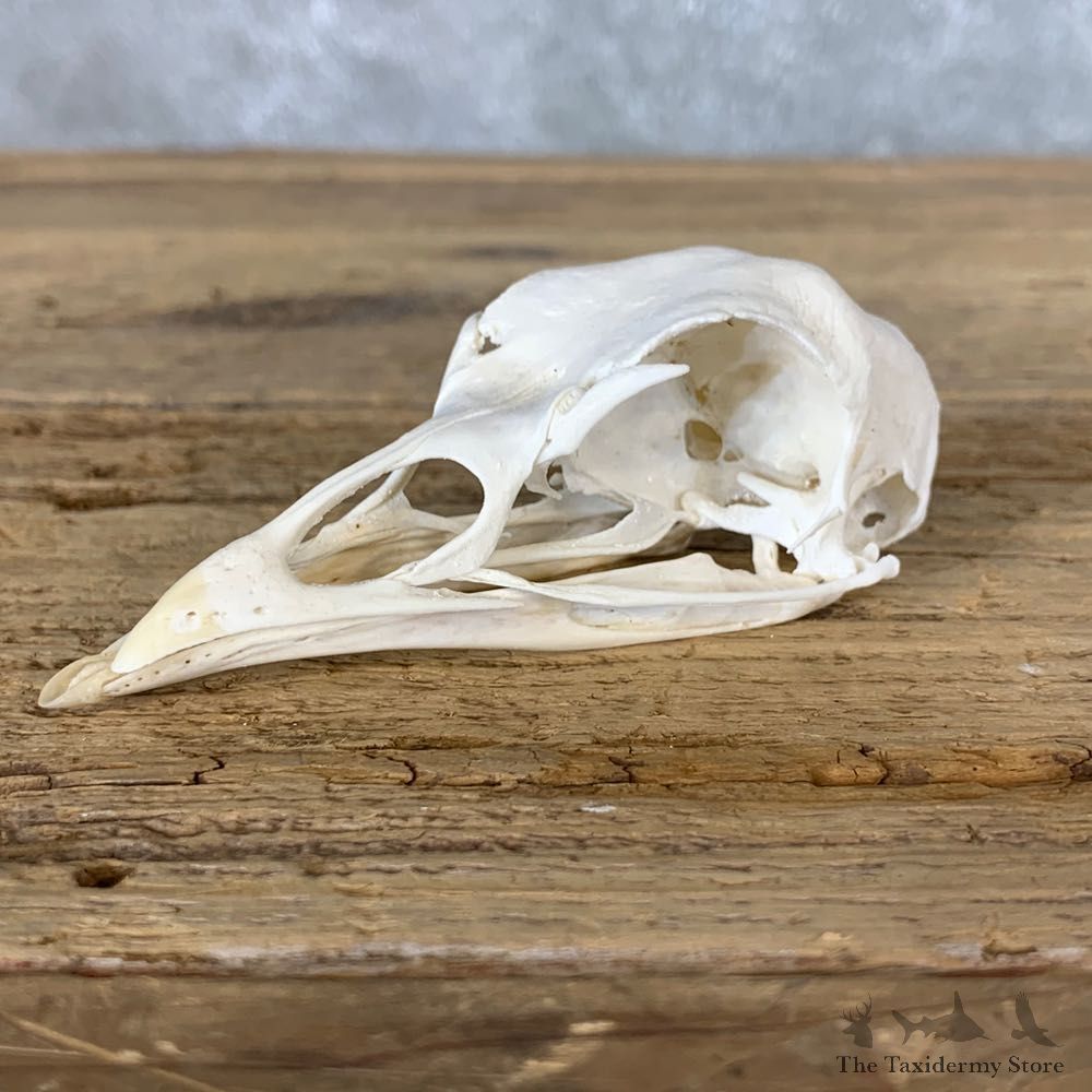Turkey Bird Skull For Sale #22261 @ The Taxidermy Store