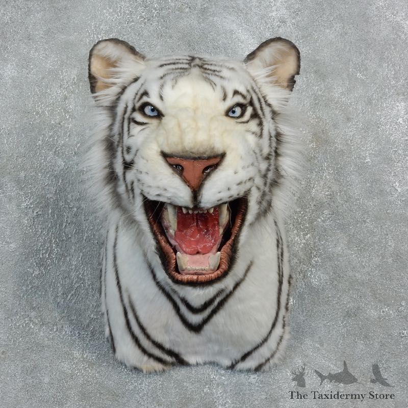Reproduction White Bengal Tiger Mount #18302 For Sale @ The Taxidermy Store
