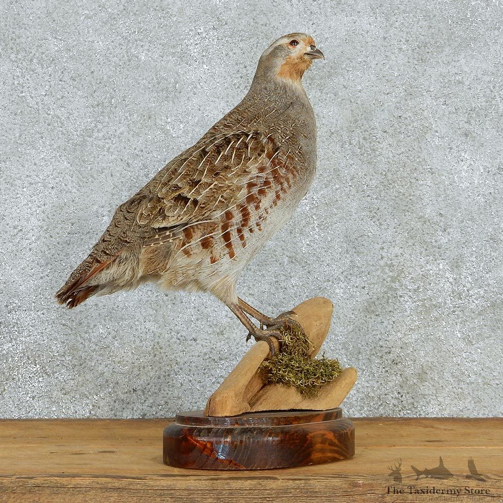 Hungarian Grey Partridge Taxidermy Mount #12970 For Sale @ The Taxidermy Store