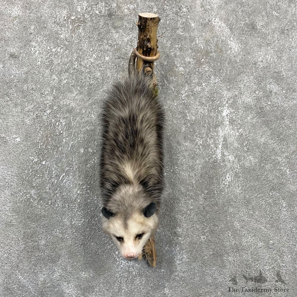 Wall Hanging Opossum Mount For Sale #24430 @ The Taxidermy Store