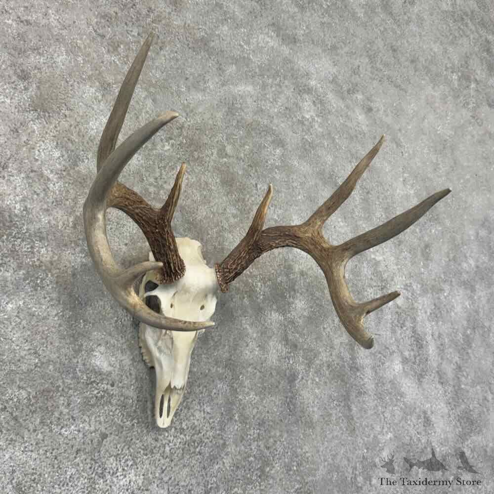 Whitetail Deer Skull European Mount For Sale #32158 @ The Taxidermy Store