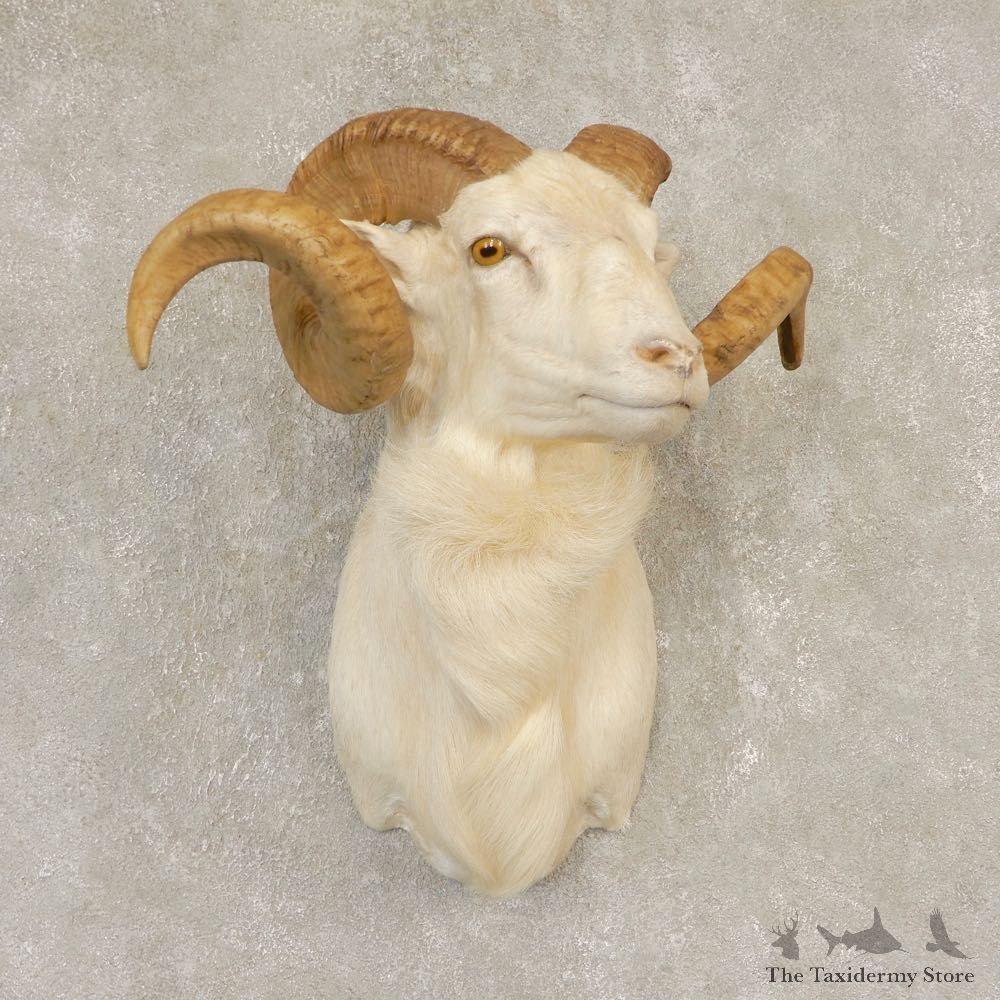 Texas Dall Sheep Mount For Sale #21599 @ The Taxidermy Store