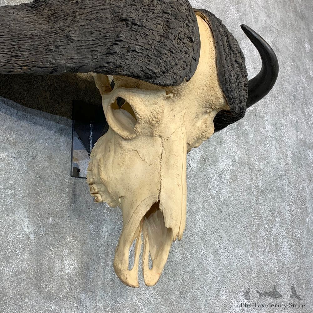 Cape Buffalo Skull Taxidermy Mount For Sale #22687 For Sale @ The Taxidermy Store