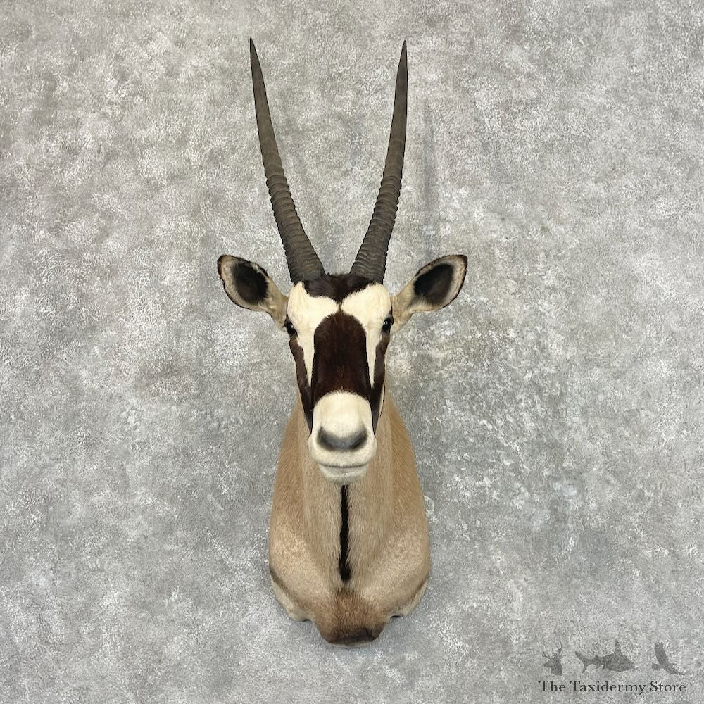 Kalahari Gemsbok Oryx Shoulder Mount For Sale #27640 @ The Taxidermy Store