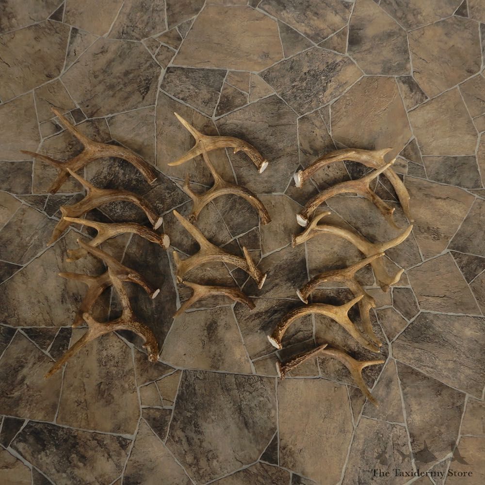 Whitetail Deer Antler Craft Pack For Sale #21328 @ The Taxidermy Store