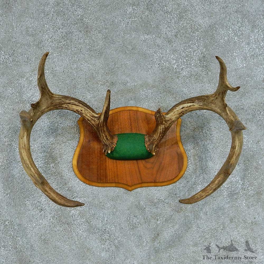 Whitetail Deer Antler Mount #13455 For Sale @ The Taxidermy Store