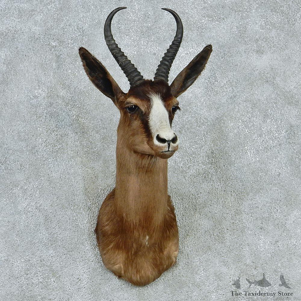 Black Springbok Shoulder Taxidermy Mount M1 #12814 For Sale @ The Taxidermy Store