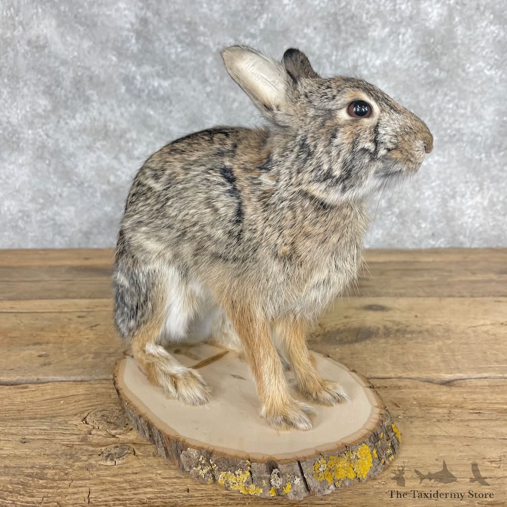 Eastern Cottontail Rabbit Life-size Mount For Sale #28622 @ The Taxidermy Store
