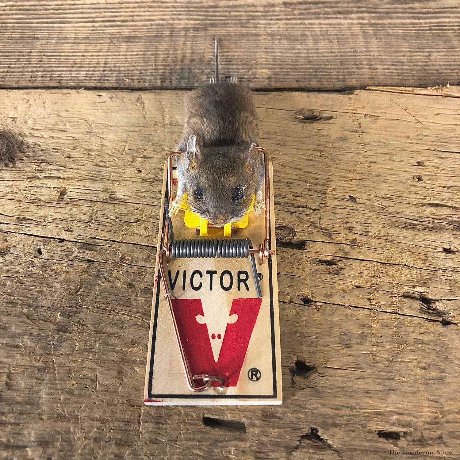 Mouse Trap Novelty Mount For Sale #19871 @ The Taxidermy Store