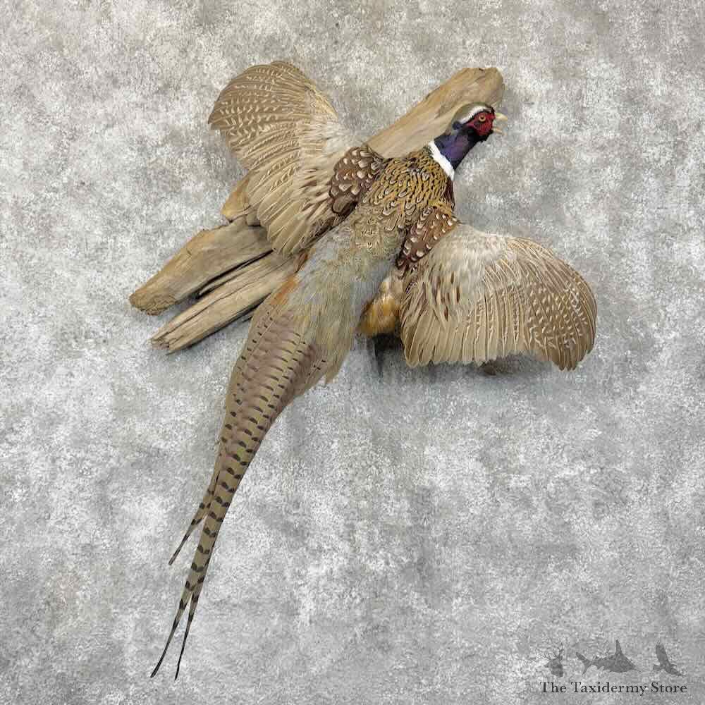 Ringneck Pheasant Bird Mount For Sale #30798 @ The Taxidermy Store
