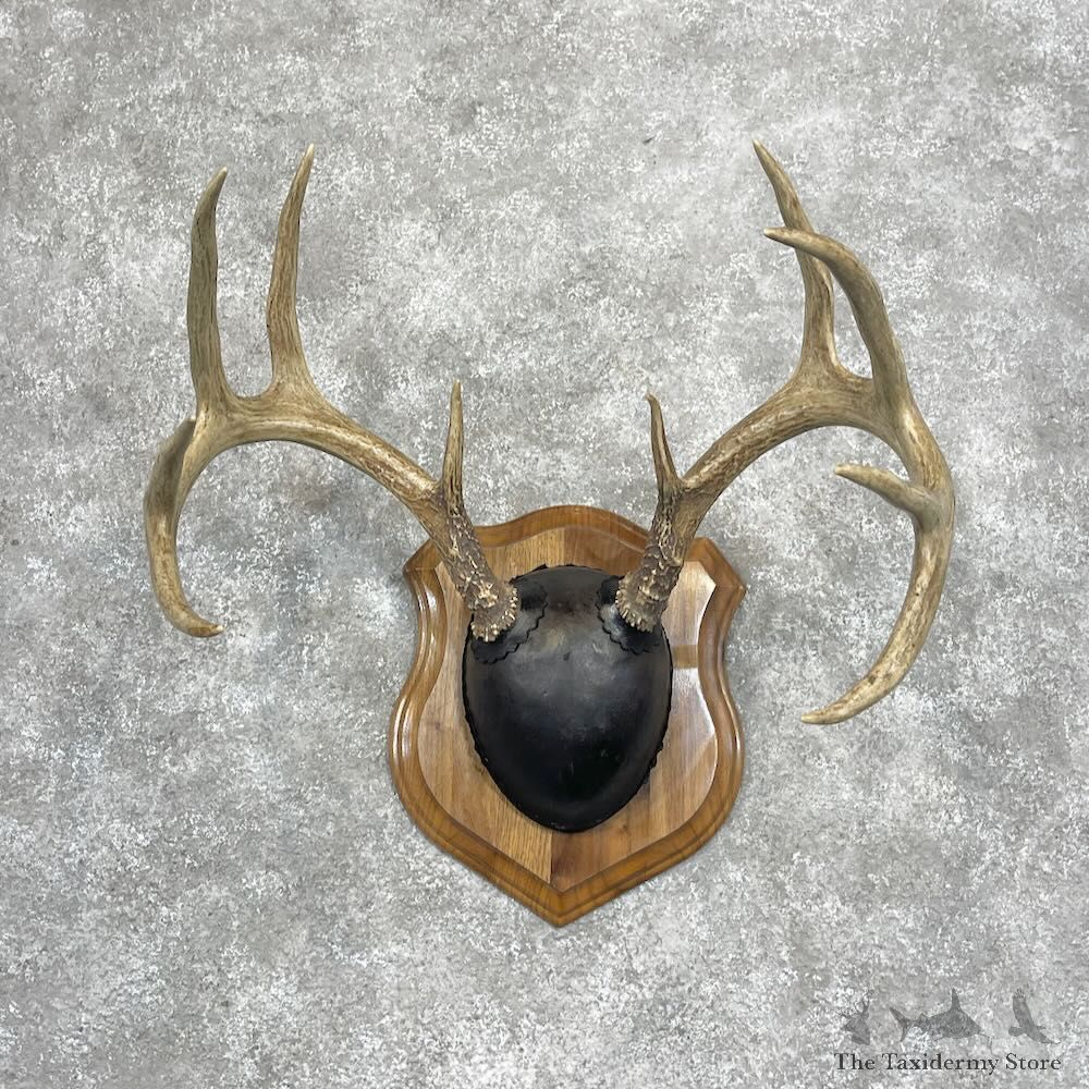Whitetail Deer Antler Plaque Mount For Sale #28468 @ The Taxidermy Store