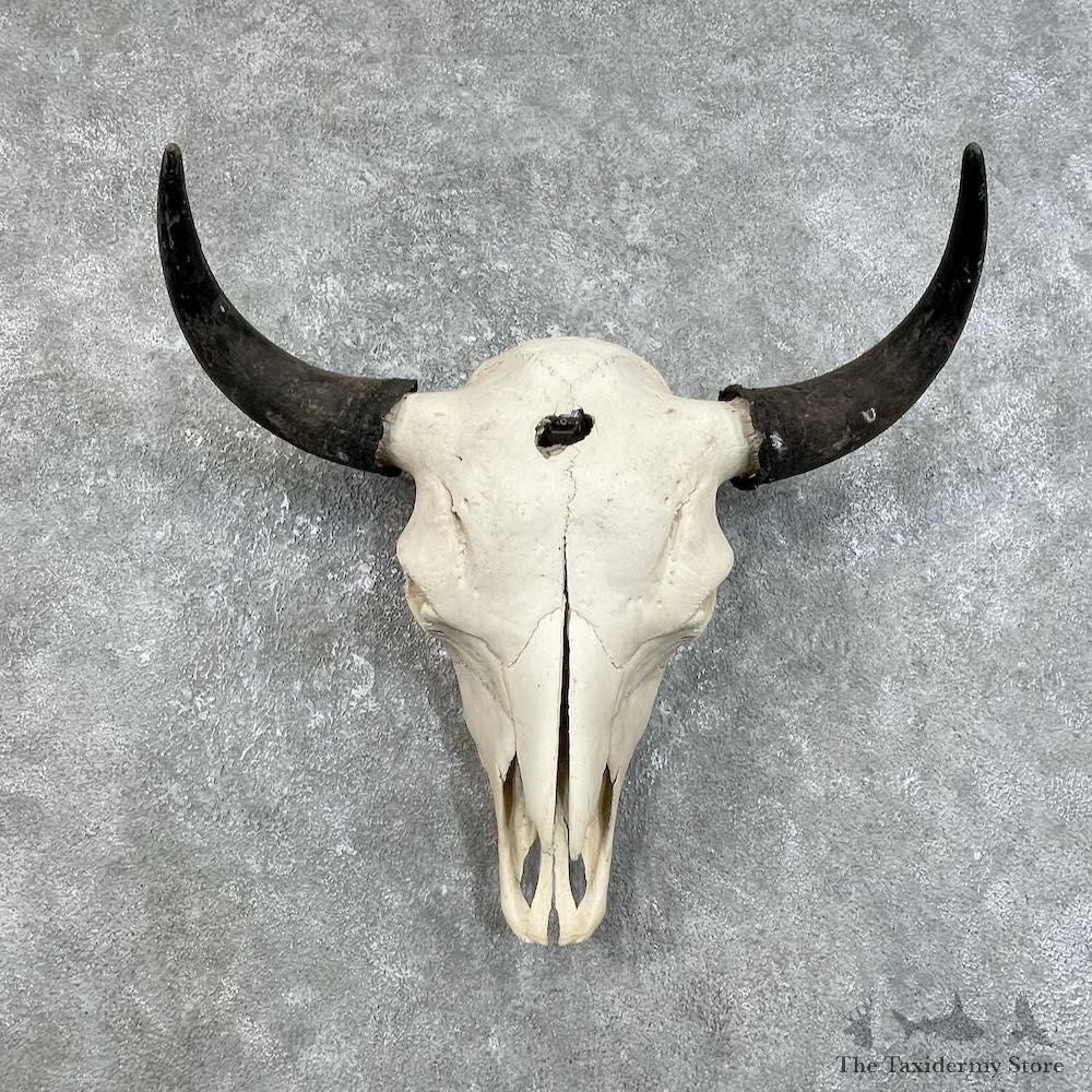 Buffalo Bison Skull Mount For Sale #25823 @ The Taxidermy Store