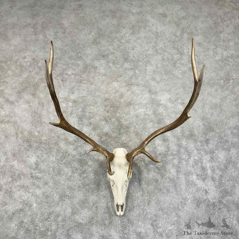 Rocky Mountain Elk Skull European Mount For Sale #31194 @ The Taxidermy Store