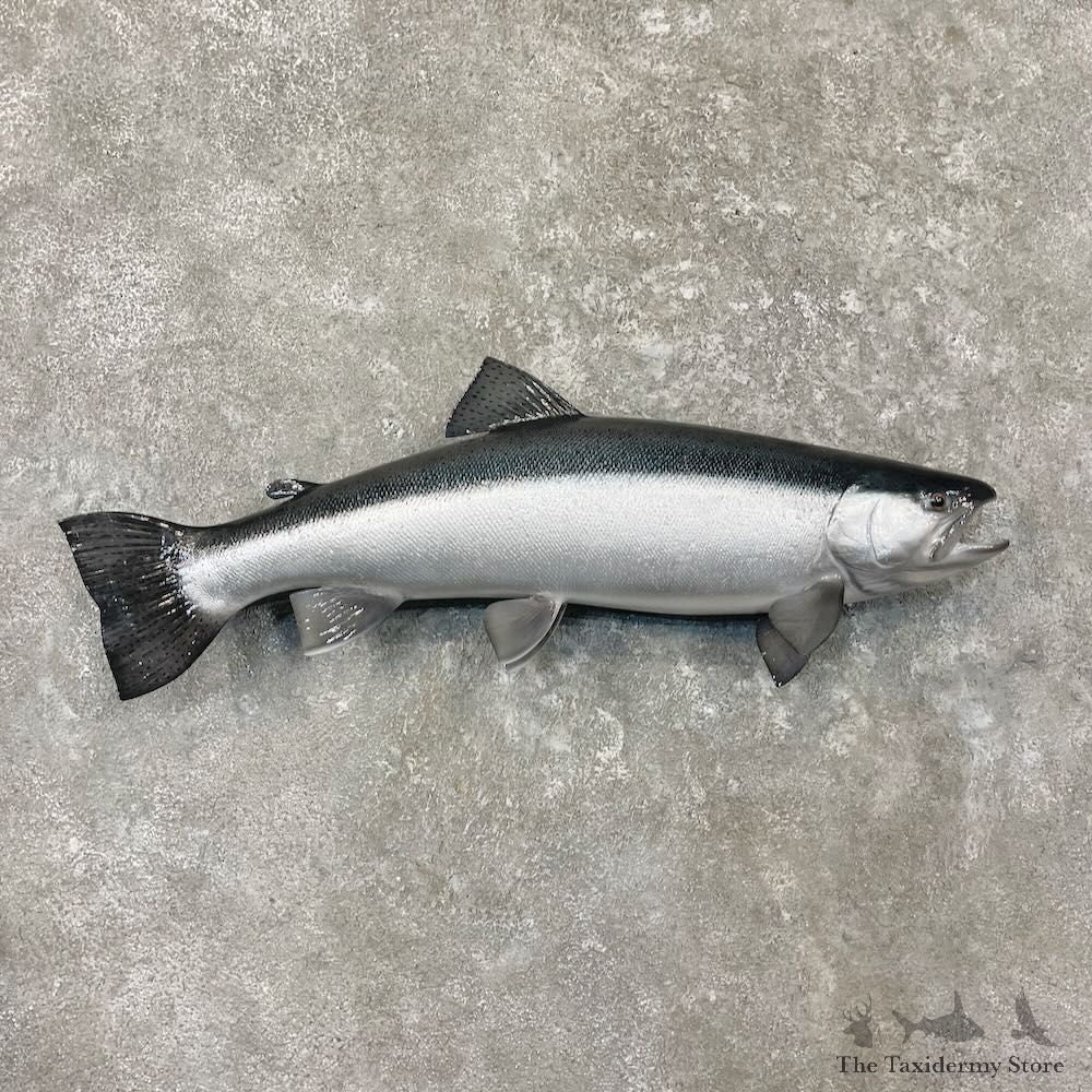 Silver Salmon Fish Mount For Sale #27697 @ The Taxidermy Store