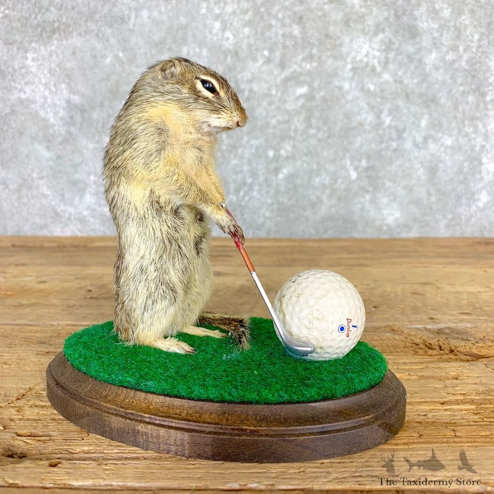 Golfing 13 Lined Ground Squirrel Novelty #21707 @Taxidermy Mount For Sale