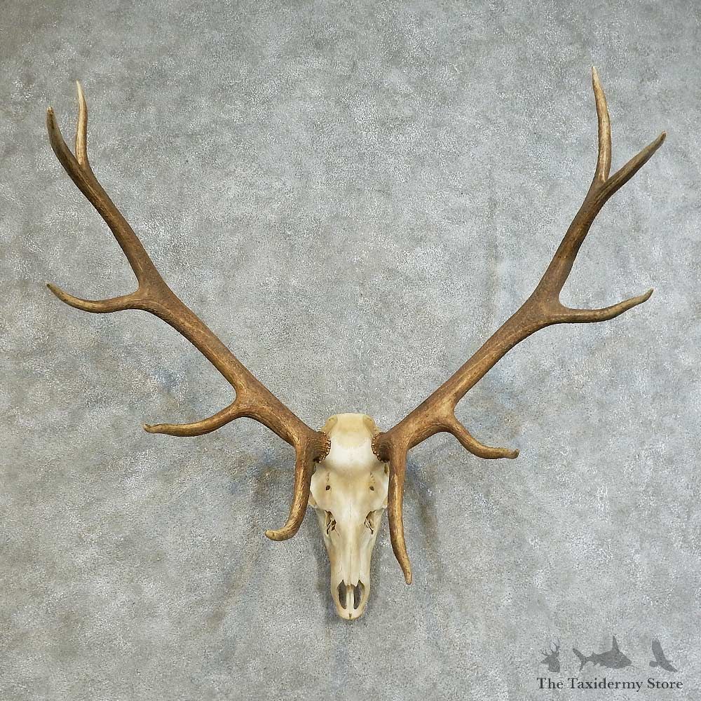 Elk Skull & Antler European Taxidermy Mount For Sale #16117 @ The Taxidermy Store