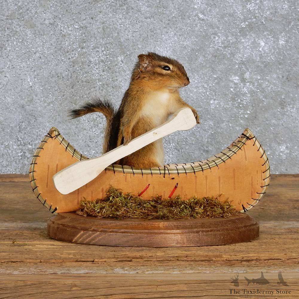 Novelty Canoe Chipmunk Mount For Sale #14183 @ The Taxidermy Store