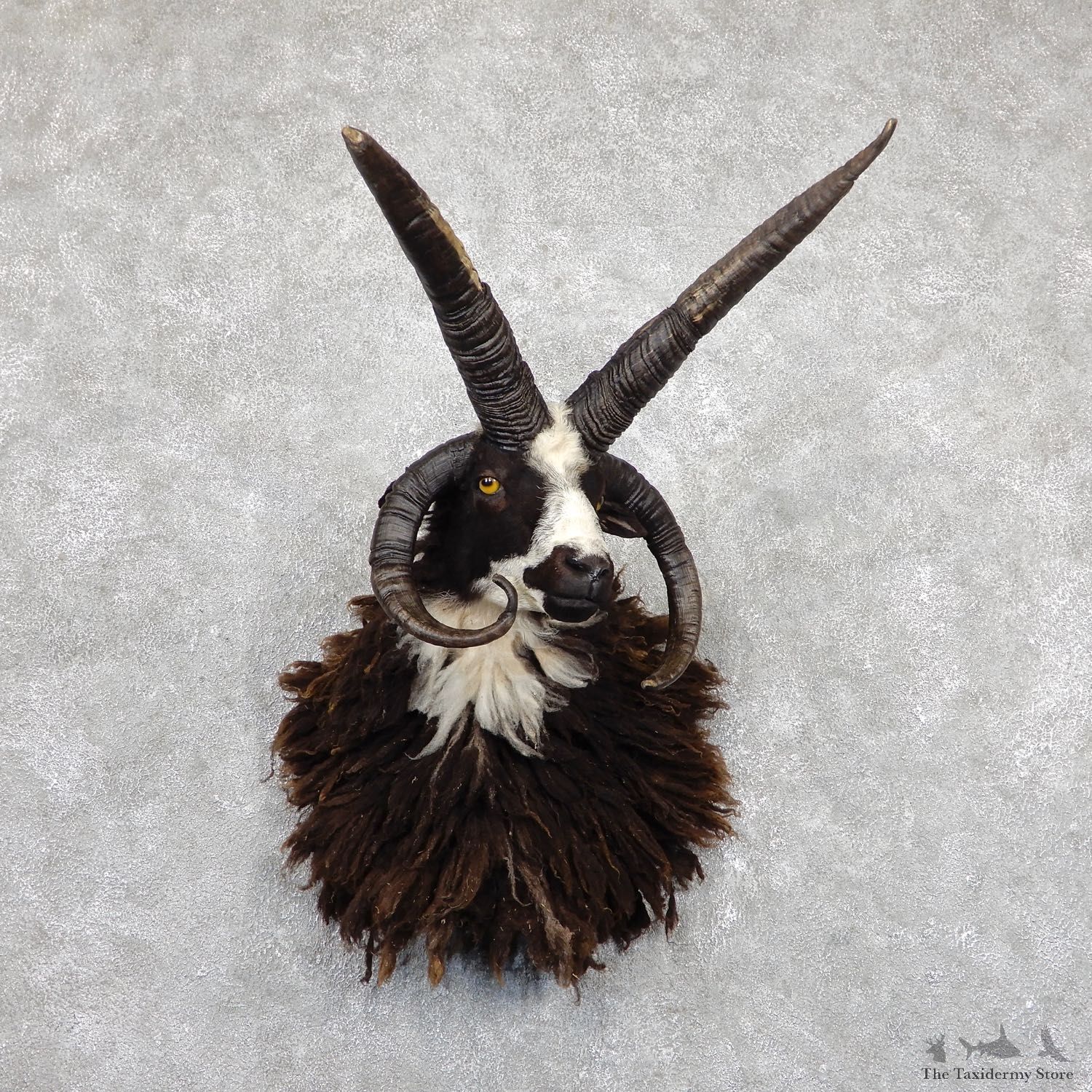 Jacob’s Four Horn Taxidermy Mount For Sale #19440@ The Taxidermy Store