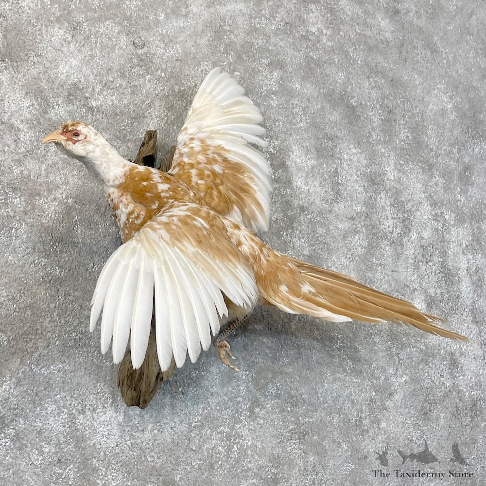 Ringneck Pheasant Bird Mount For Sale #28428 @ The Taxidermy Store