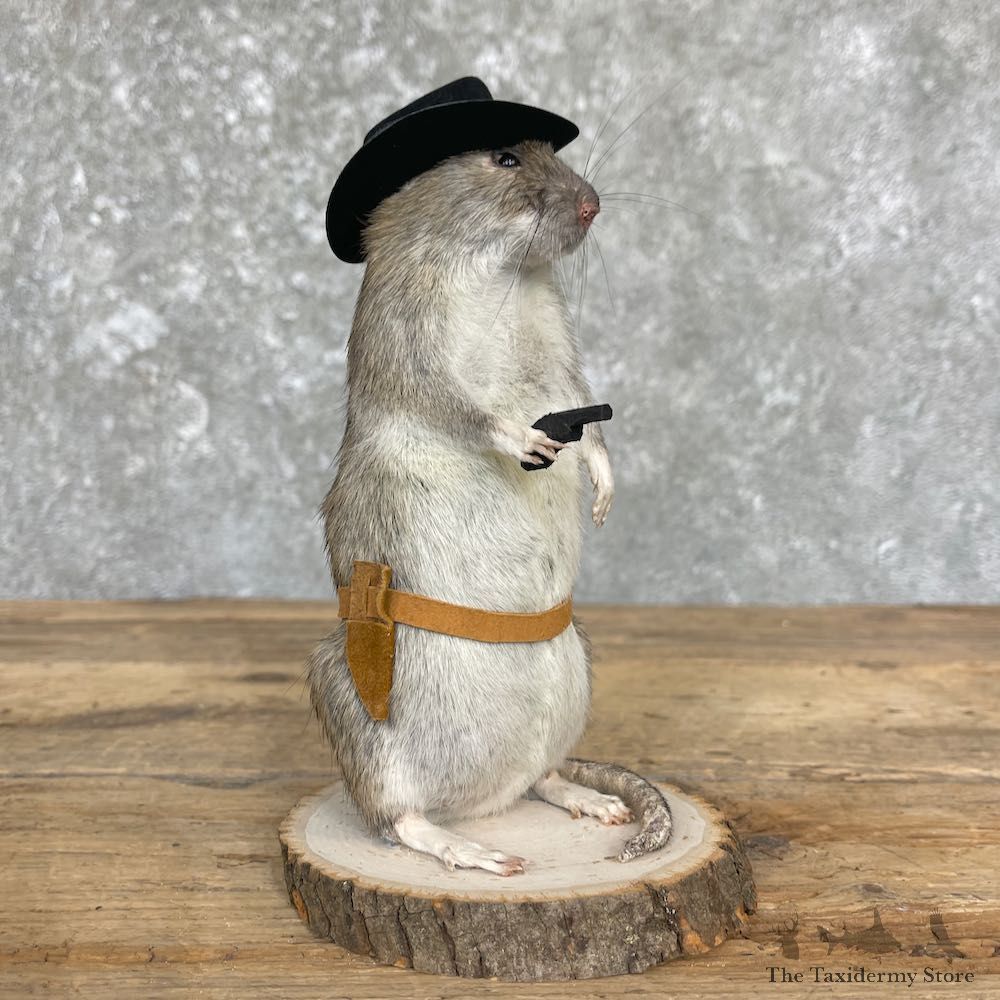 Cowboy Rat Novelty Mount For Sale #26632 @ The Taxidermy Store