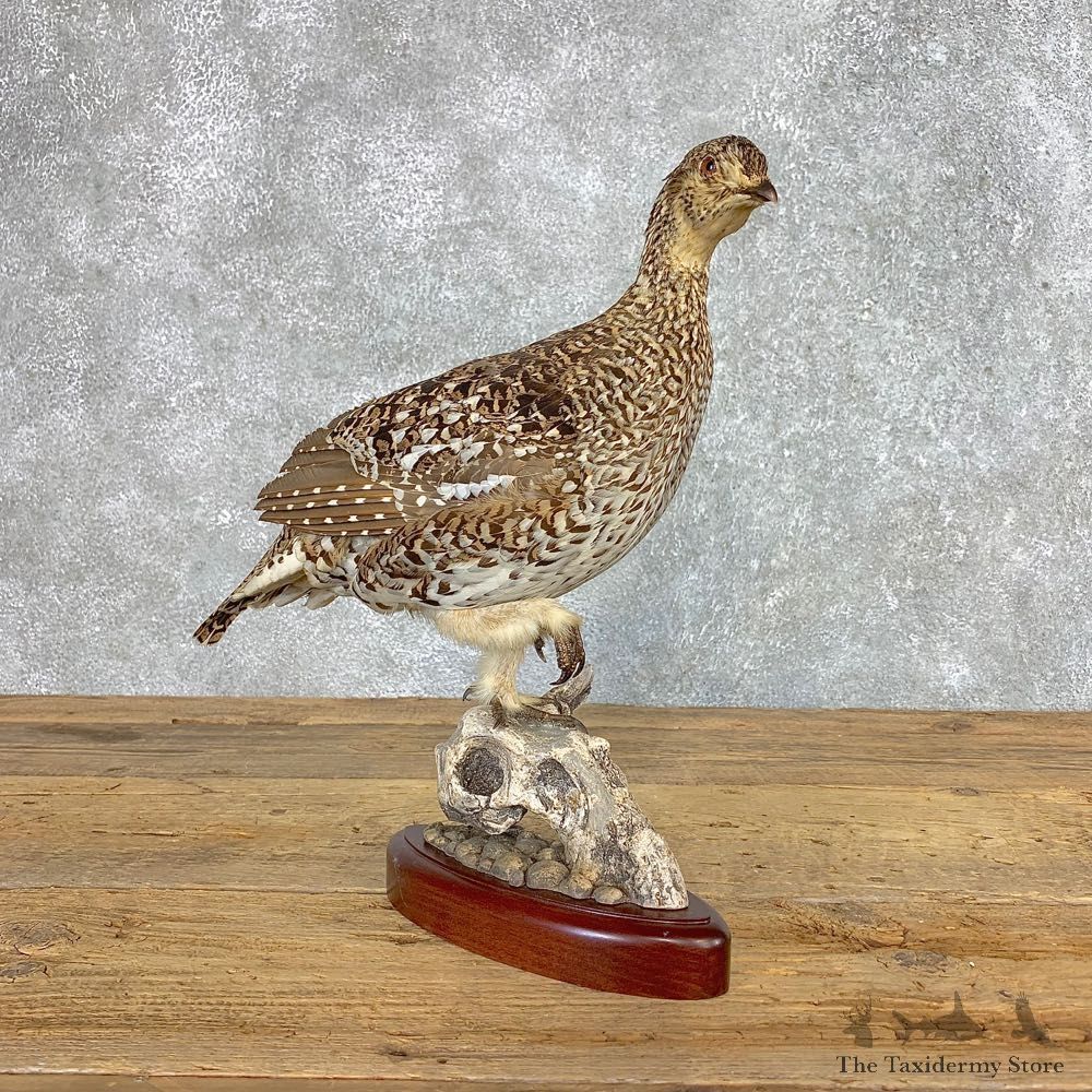 Sharp-tailed Grouse Bird Mount For Sale #21515 @ The Taxidermy Store